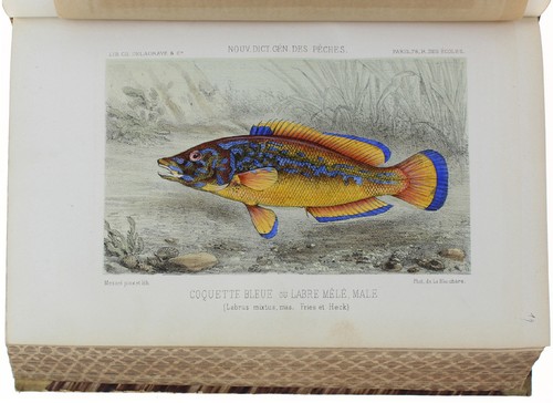 Fischen und fische neues - fischen, fische.